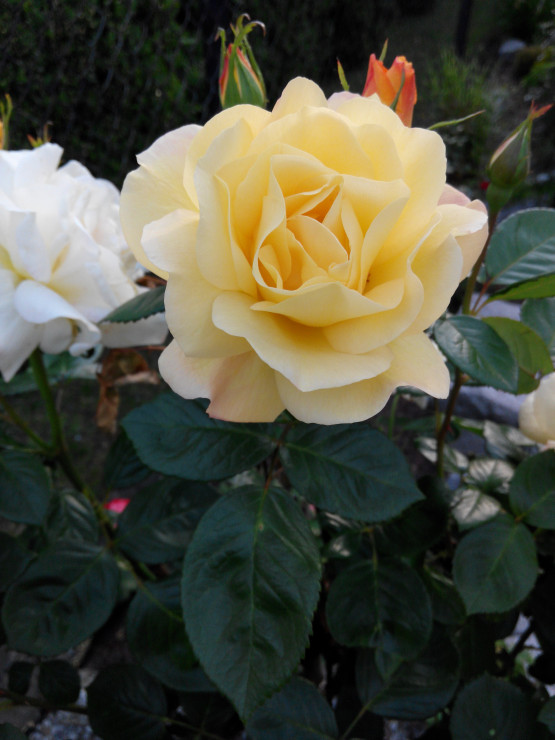 Cudnie pachnąca róża żółta szczepiona na pniu.