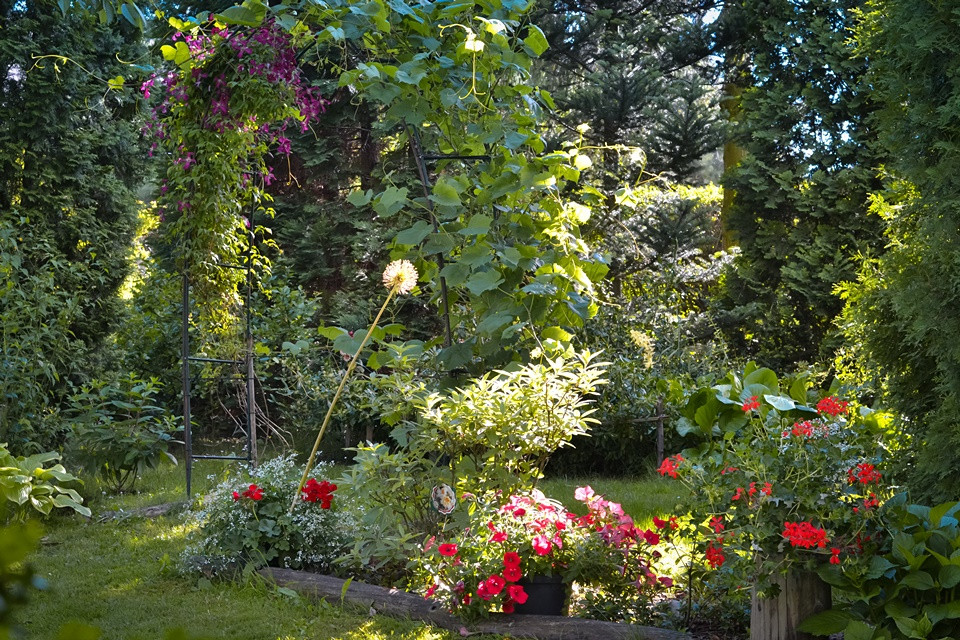Jeden z zakątków w ogrodzie, gdzie znajduje się świerk pospolity, żywotniki, trzmielina oraz hortensja ogrodowa . Tak prezentuje się podczas kwitnienia jeden z clematisów.