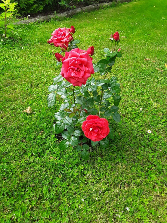 Jedna z nowszych róż w ogrodzie.
