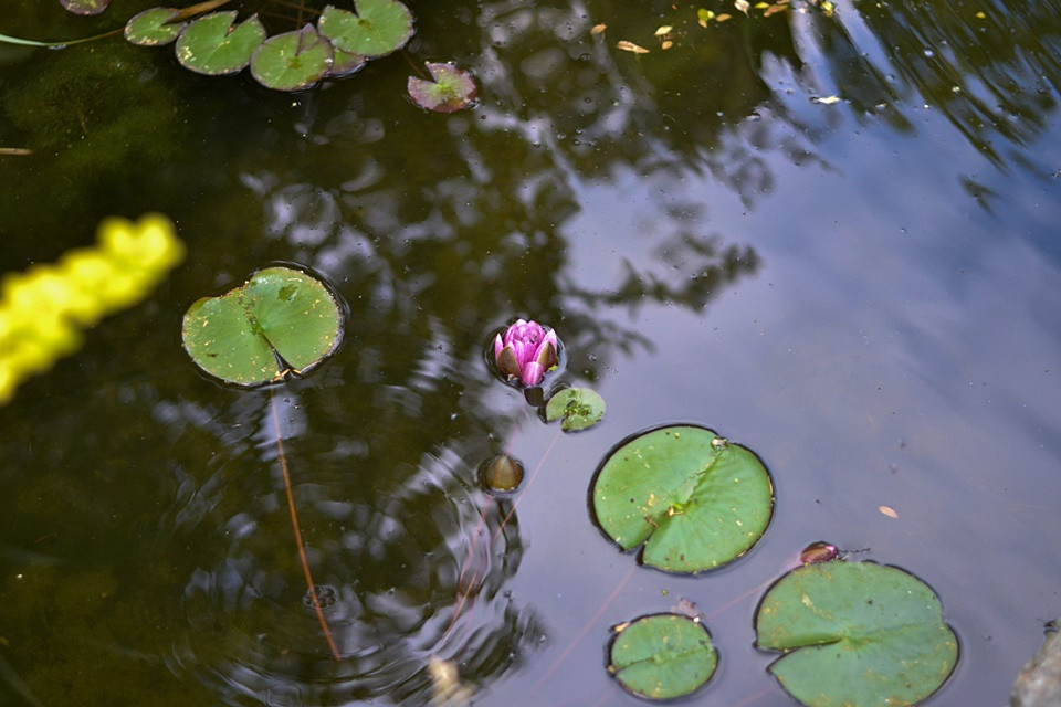 Lilie wodne w trakcie kwitnienia .
