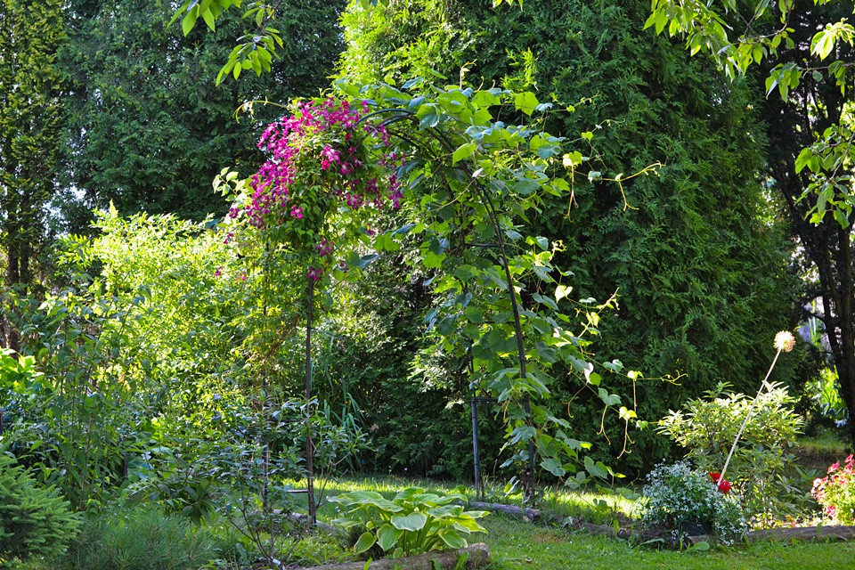 Na zdjęciu widnieje pergola porośnięta winoroślą oraz clematisem. W tle najstarsze żywotniki z ogrodzie.
