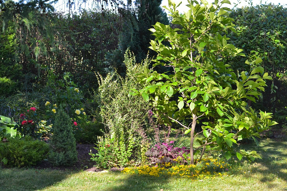 Rabata pod modrzewiem. Tutaj swoje miejsce mają róże wielkokwiatowe, z lewej strony widnieje magnolia a pod nią tojeść rozesłana oraz żurawki.