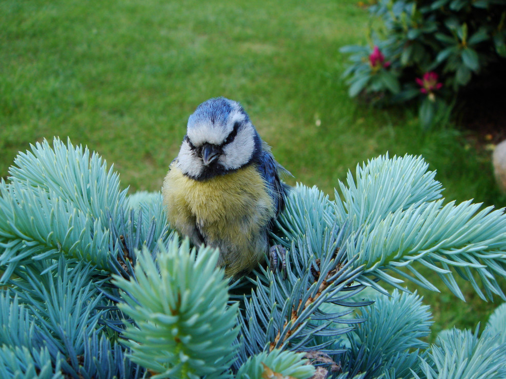 Sikora modraszka, stały gość w ogródku :)