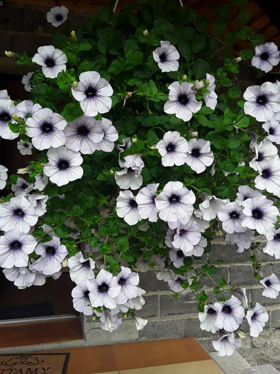 Surfinia blue Vein