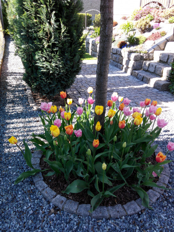 Tulipany... nie wyobrażam sobie bez nich wiosennego ogrodu. 