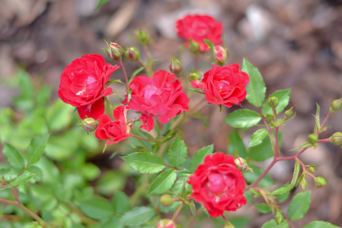 Jedna z róż okrywowych odmiana Drift Red - kwitnie bardzo obficie i jest przy tym odporna na niekorzystne warunki atmosferyczne i cechuje się dobrą odpornością na szkodniki.