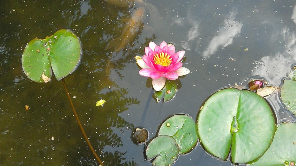 Lilia wodna podczas kwitnienia.