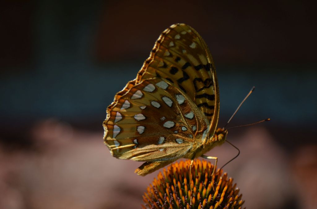 na jeżówce zawsze można upolować pięknego motyla 