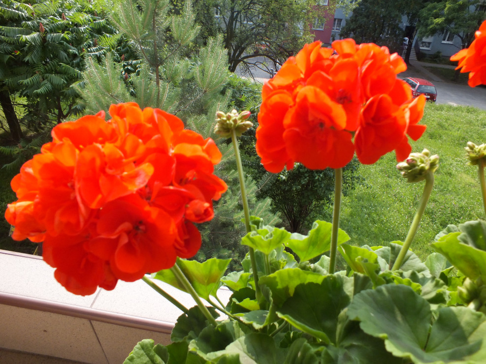 Pelargonie, cieszą aż do pierwszych mrozów