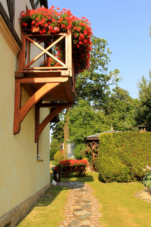 Pelargonie na balkonie