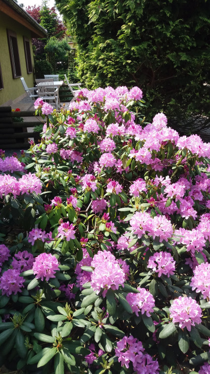 rododendron