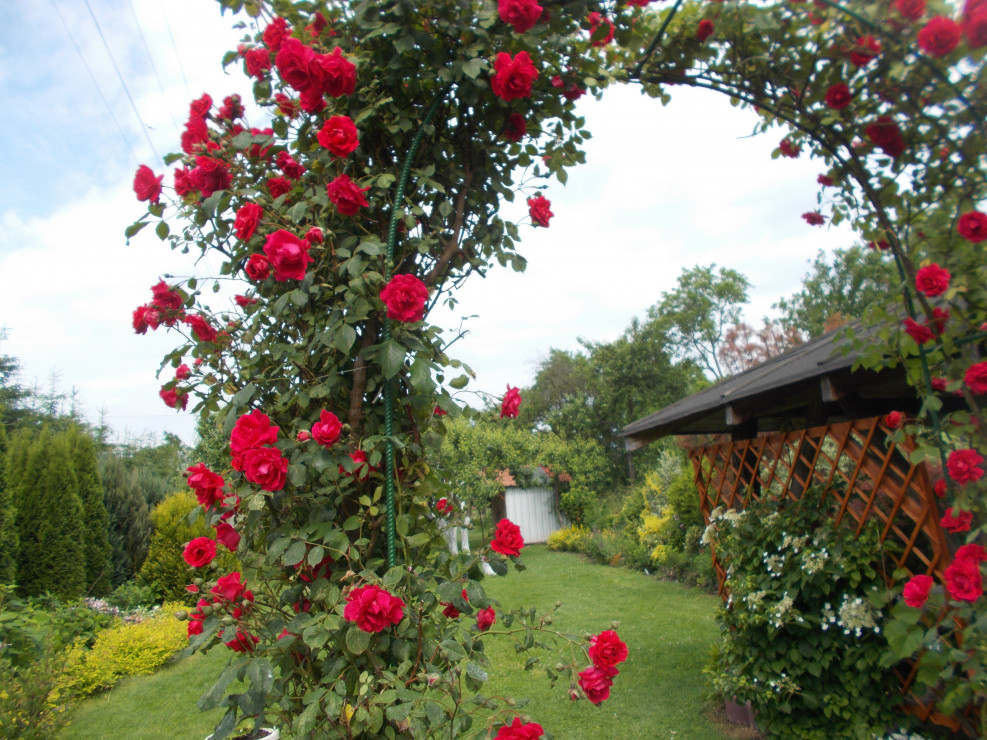 Róża pnąca i hortensja pnąca.