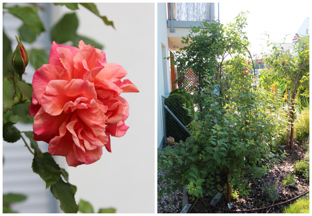Różana pergola. W czerwcu kwitną wszystkie trzy- róża angielska i dwie pozostałe- pnące. A u stup towarzyszy im szałwia. Migdałek zachęca do odwiedzania już w kwietniu.