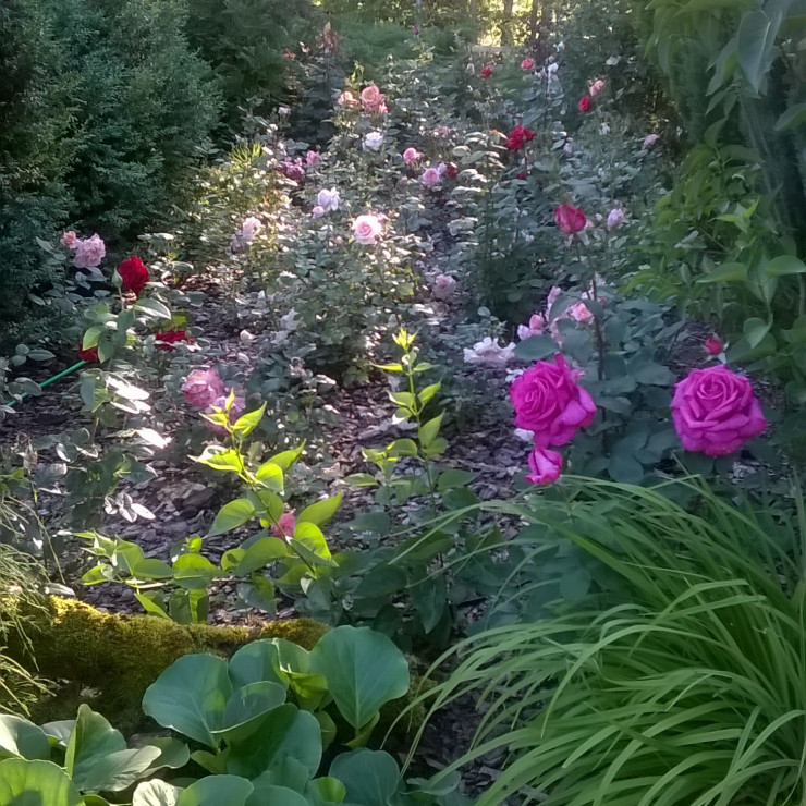 różany ogród