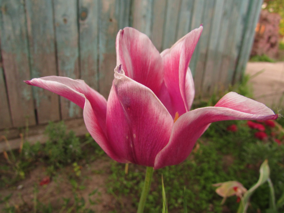 tulipan