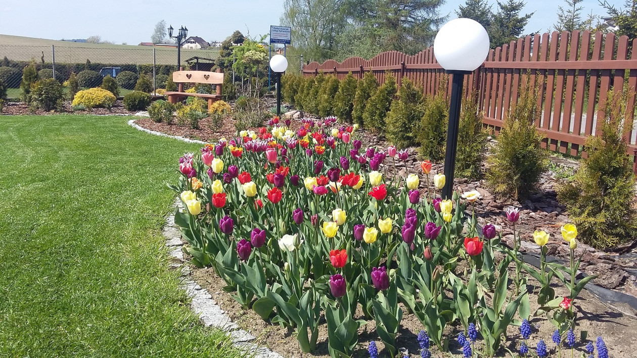 Tulipany