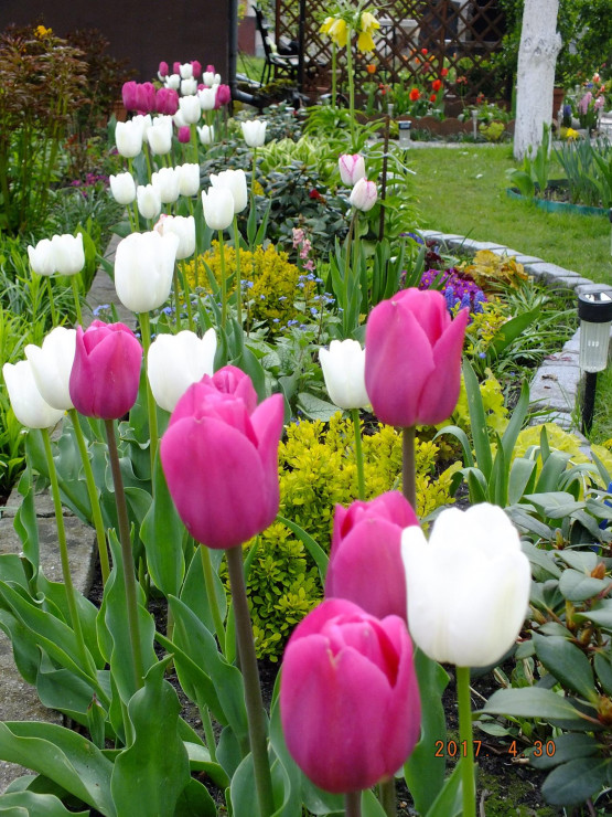 Wiosną na mojej działce dominują tulipany,  