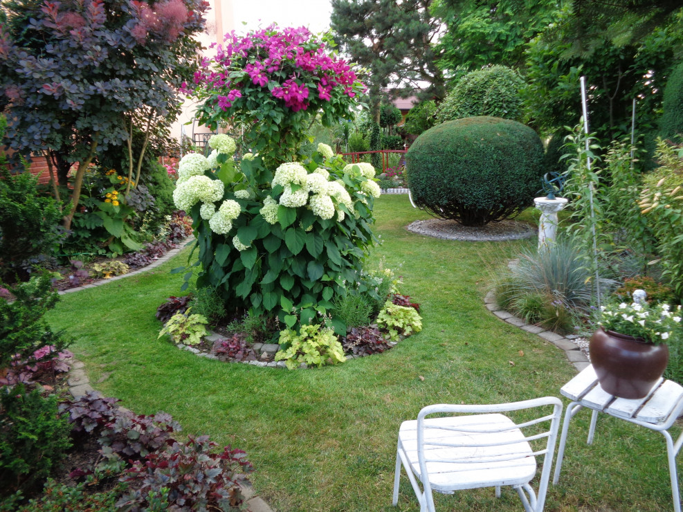 Bardzo popularną odmianą hortensji drzewiastej 'Annabelle' ceniona za duże kwiatostany w środku ogrodu w towarzystwie powojnika.