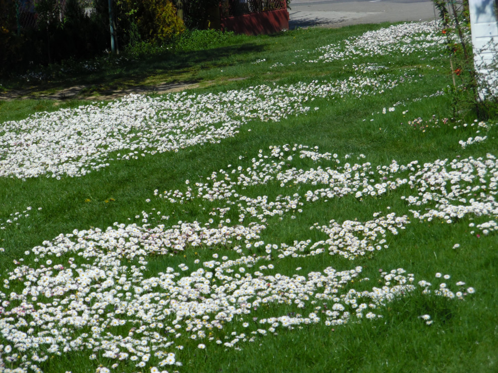 Biały trawnik.