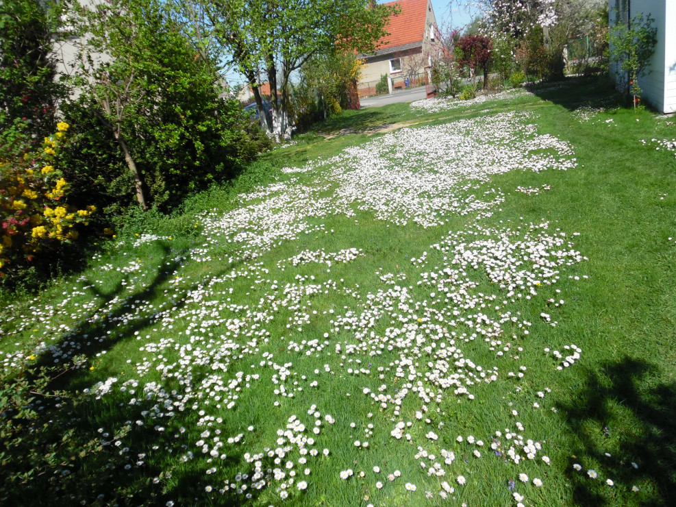 Biały trawnik.