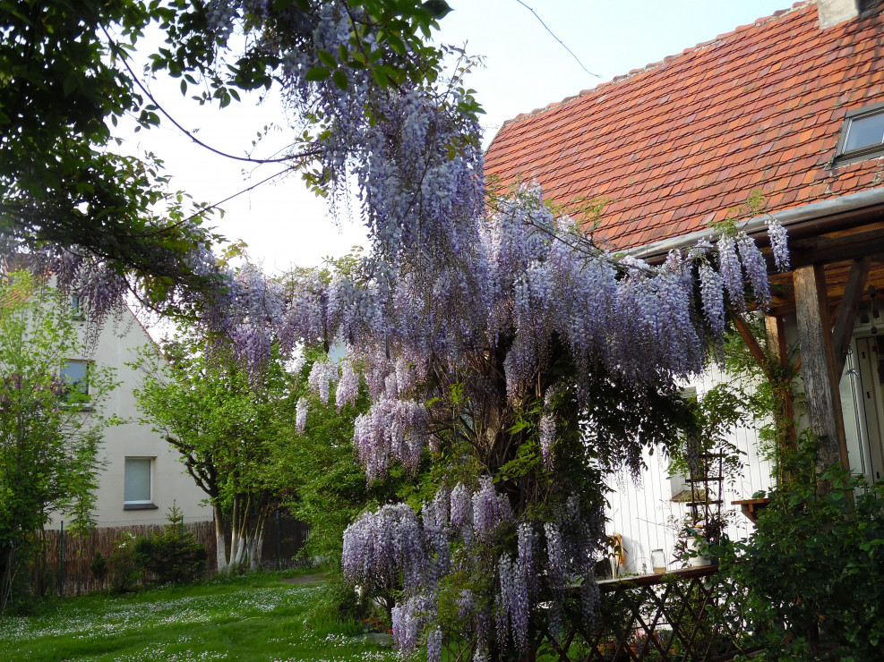 Glicynia wisząca.