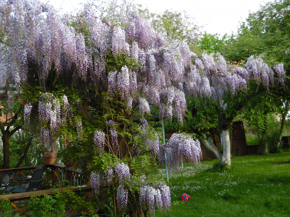 Glicynia wisząca.