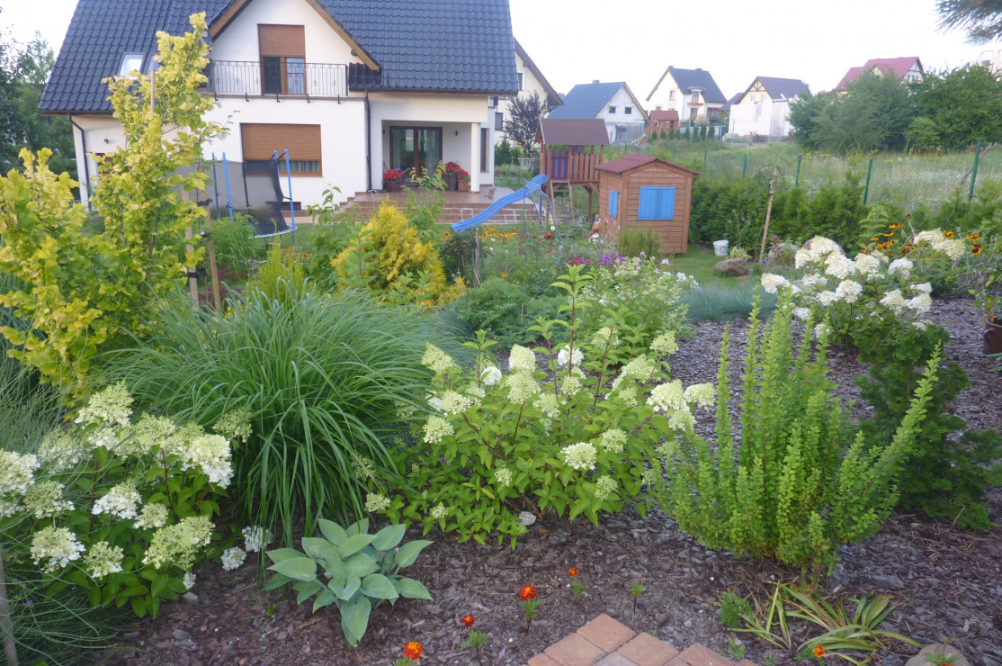 Hortensje 