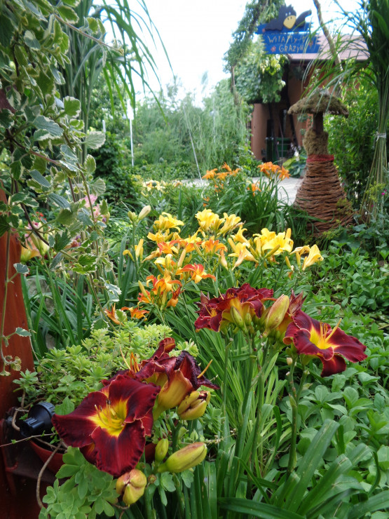 Jeśli chciałabyś mieć piękne miejsca w ogrodzie posadz sobie liliowce lubią słońce ale tez półcień ta roślina idealna dla każdego, kto ma niewiele czasu na pracę w ogrodzie