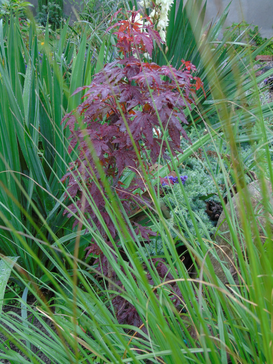 Klon palmowy Acer Palmatum przez cały sezon dodaje ogrodowi koloru.