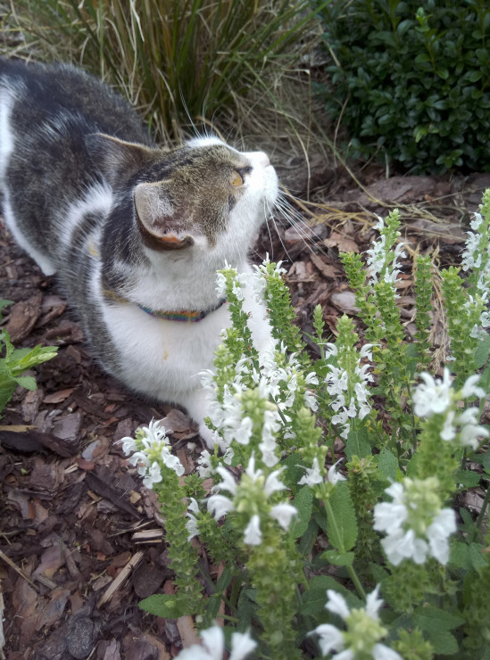 Kot Feliks uwielbia spędzać czas w ogrodzie. Zawsze znajdzie schronienie przed słońcem.