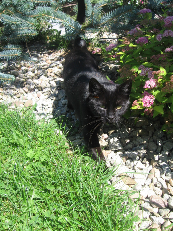 koty świetnie sprawdzają się w ogrodzie - nie ma kretów, nornic i kopców!