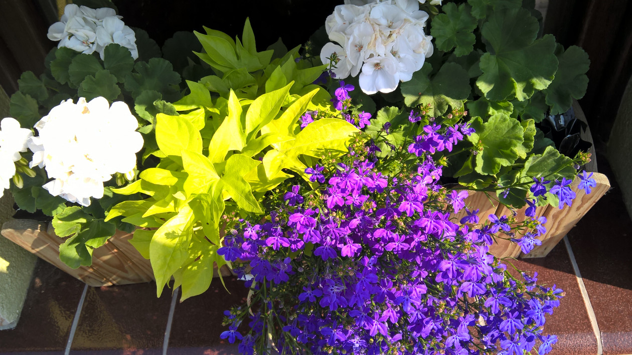 Kwiaty rabatowe w doniczkach - biała pelargonia, niebieska lobelia i  ipomea.