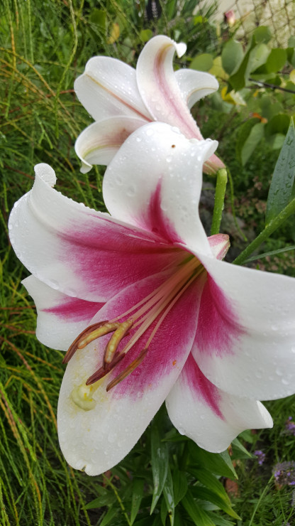 Lilie są tak piękne i cudownie pachnące.
