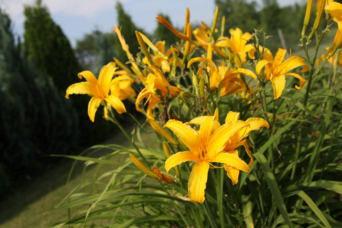 liliowce