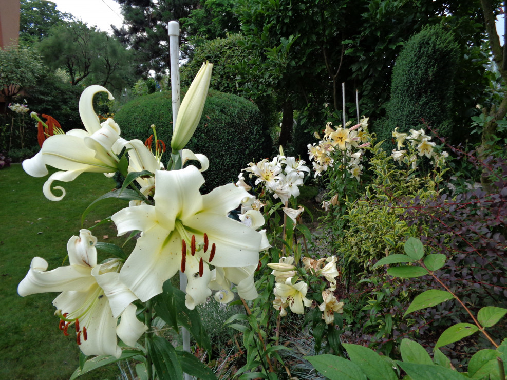 najbardziej efektowne, piękne kwiaty w ogrodzie :) które goszczą i roztaczały po całym ogrodzie subtelny zapach 
