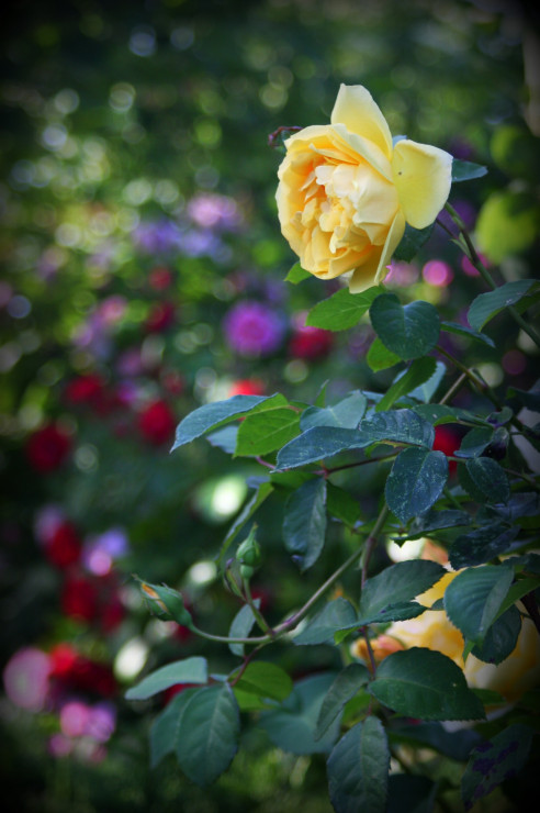 Ogród różany 3