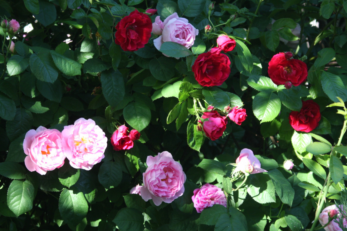 Ogród różany 4