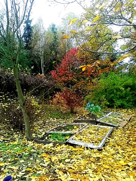 Październikowe,kolorowe pole i rozsadniki.