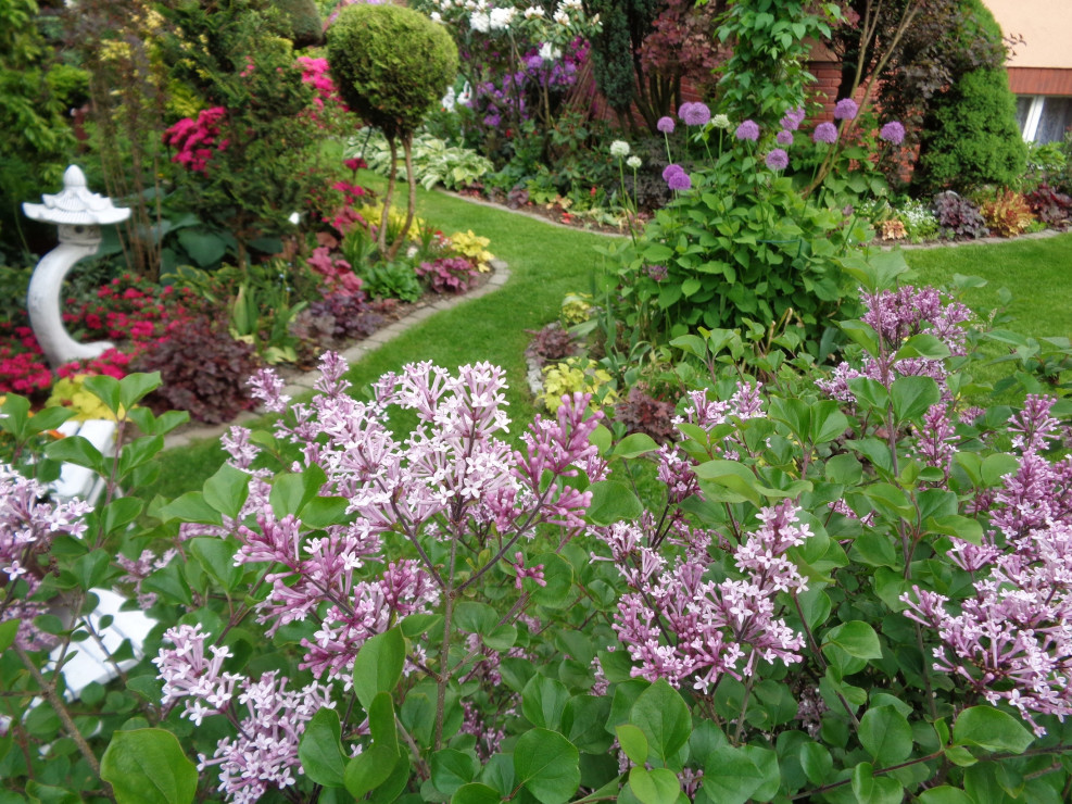 Przebywanie w ogrodzie wpływa na odczuwanie szczęścia w naszym życiu...wśród żurawek i pachnącego fioletowego lilaka Meyera