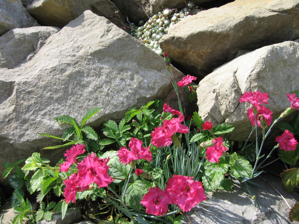 Rośliny skalne - goździk botaniczny pięknie komponuje się w skałach