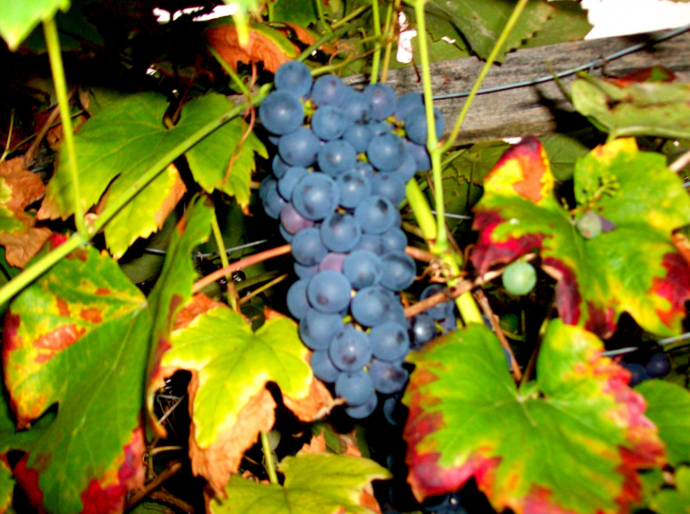 W cieple lato winogrona dojrzewają już w sierpniu.