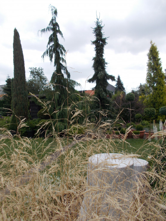 W tle cyprysik nutkajski 'Pendula", kolumnowa odmiana cyprysa.