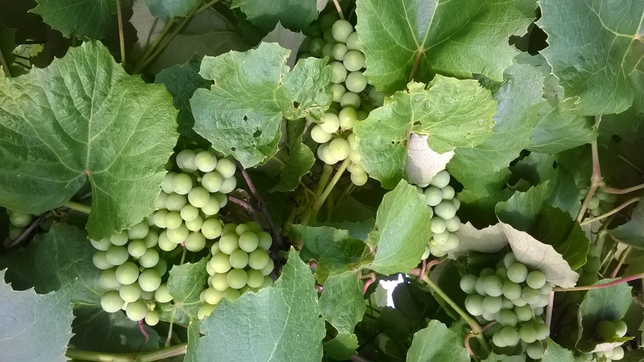 Winogrona jak co roku idealne na przetwory
