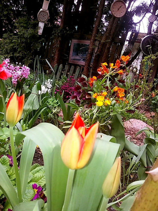 Wiosna.Tulipany,hiacynty i laki.
