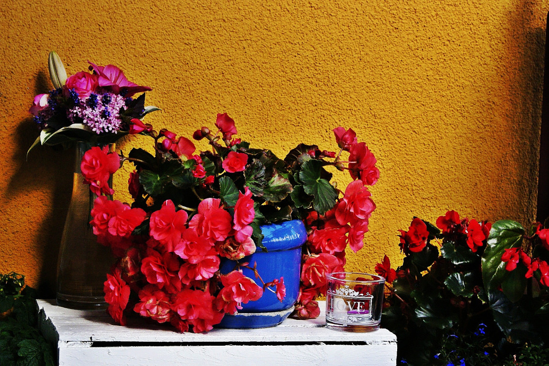 Begonia i bukiecik