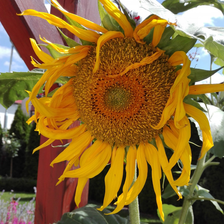 Dla ptaków sadzę co roku słoneczniki.