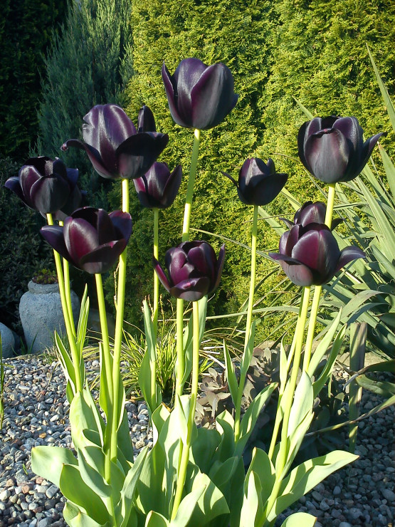 Dla tych czarnych piękności, również znalazłam miejsce w ogrodzie.