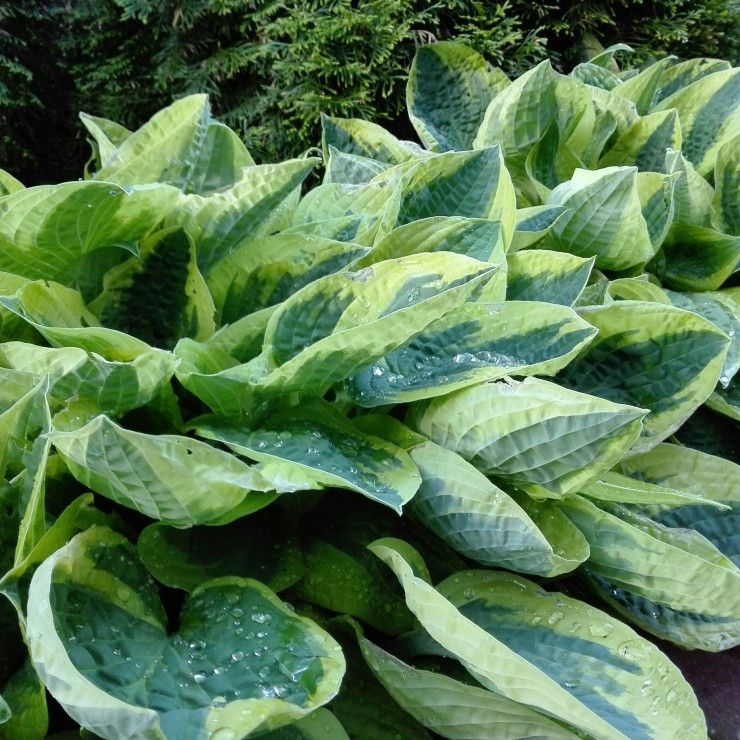 Funkie królują w półcieniu.