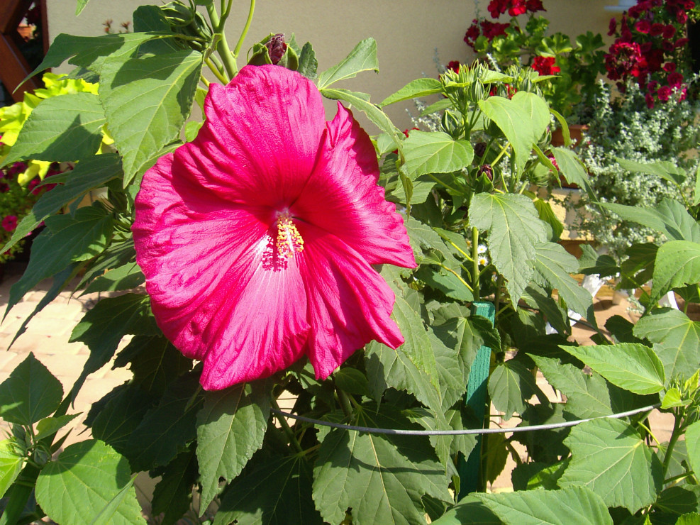 Hibiskus zdążył zakwitnąć przed zakończeniem konkursu