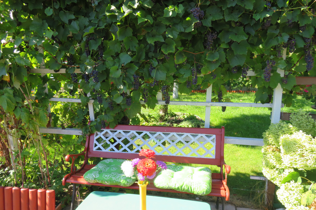 Kiedy mam ochotę na krótki odpoczynek, wybieram ławeczkę pod winoroślą. Można tu na chwilę przysiąść, poczytać, popatrzeć, na dojrzewające owoce lub delektować się nimi
pod koniec lata.